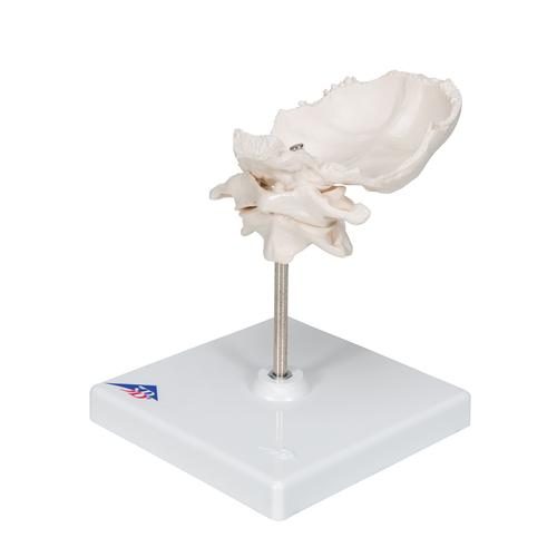 Anatomical Teaching Models Plastic Vertebrae Model Atlas And Axis