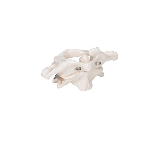 Anatomical Teaching Models Plastic Vertebrae Model Atlas And Axis