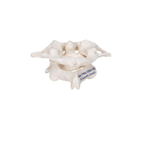 Anatomical Teaching Models Plastic Vertebrae Model Atlas And Axis