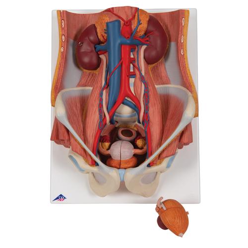 Anatomical Teaching Model Plastic Anatomy Models Renal System Models Urinary System Model