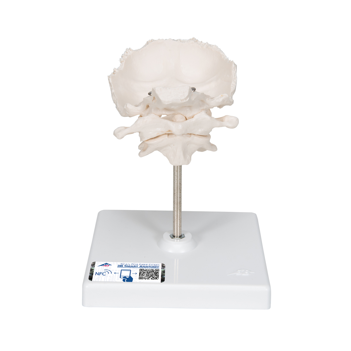 Anatomical Teaching Models Plastic Vertebrae Model Atlas And Axis