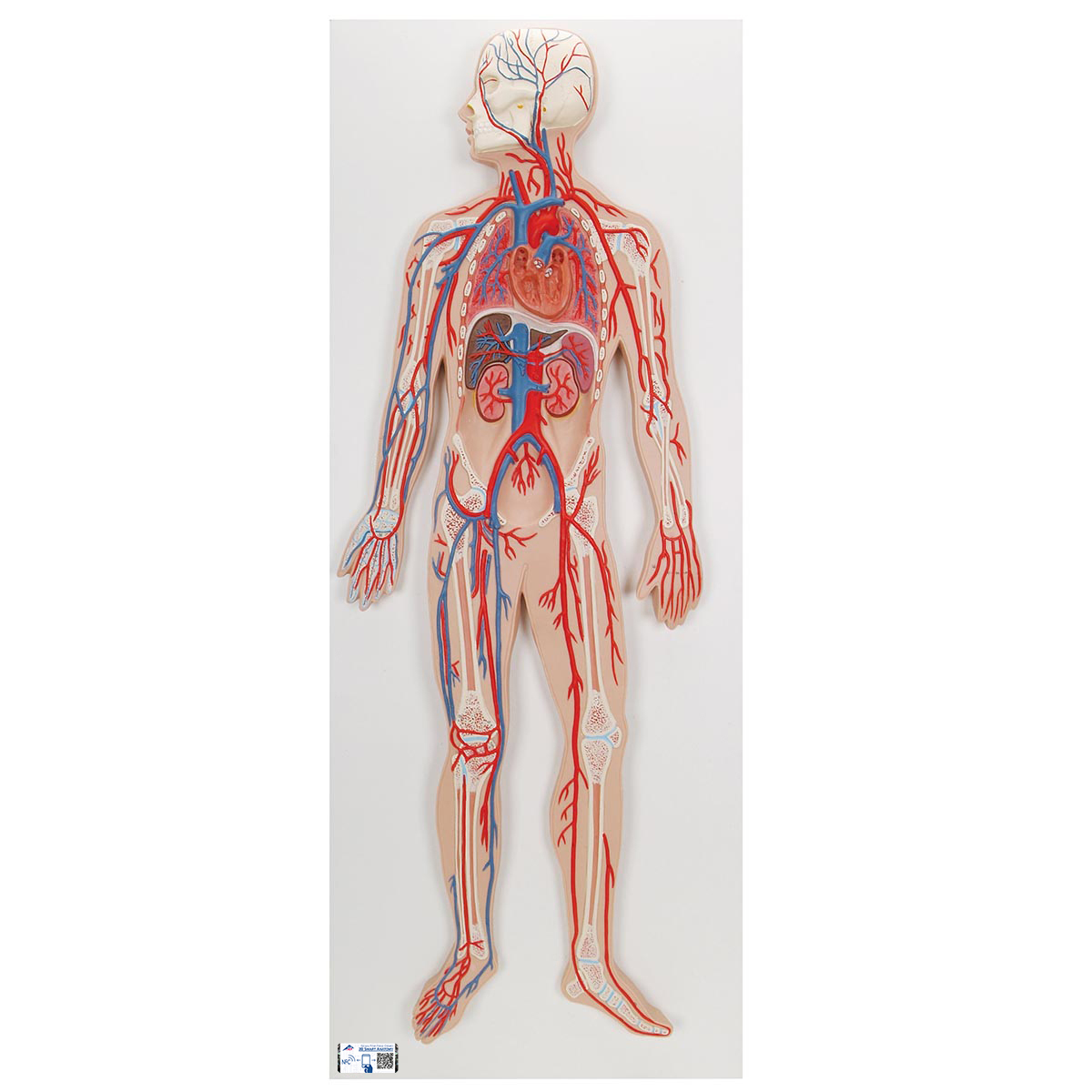 Anatomical Model Anatomy Of The Heart Circulatory System Model