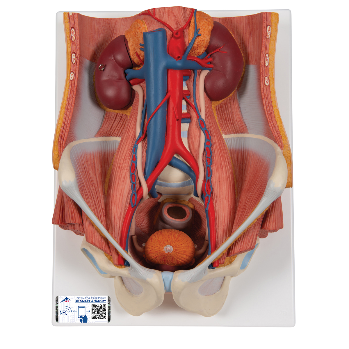 Anatomical Teaching Model Plastic Anatomy Models Renal System Models Urinary System Model