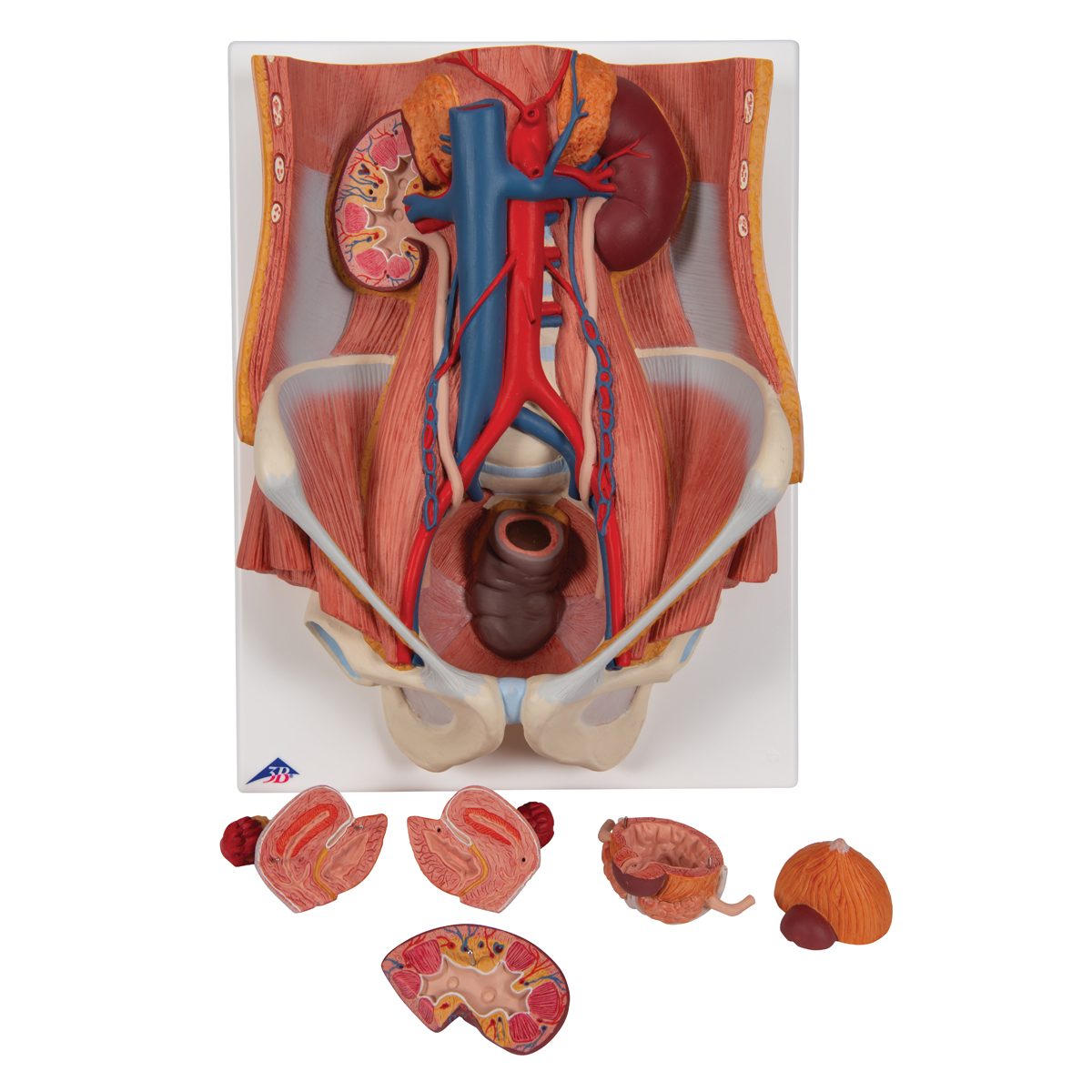 Anatomical Teaching Model Plastic Anatomy Models Renal System Models Urinary System Model