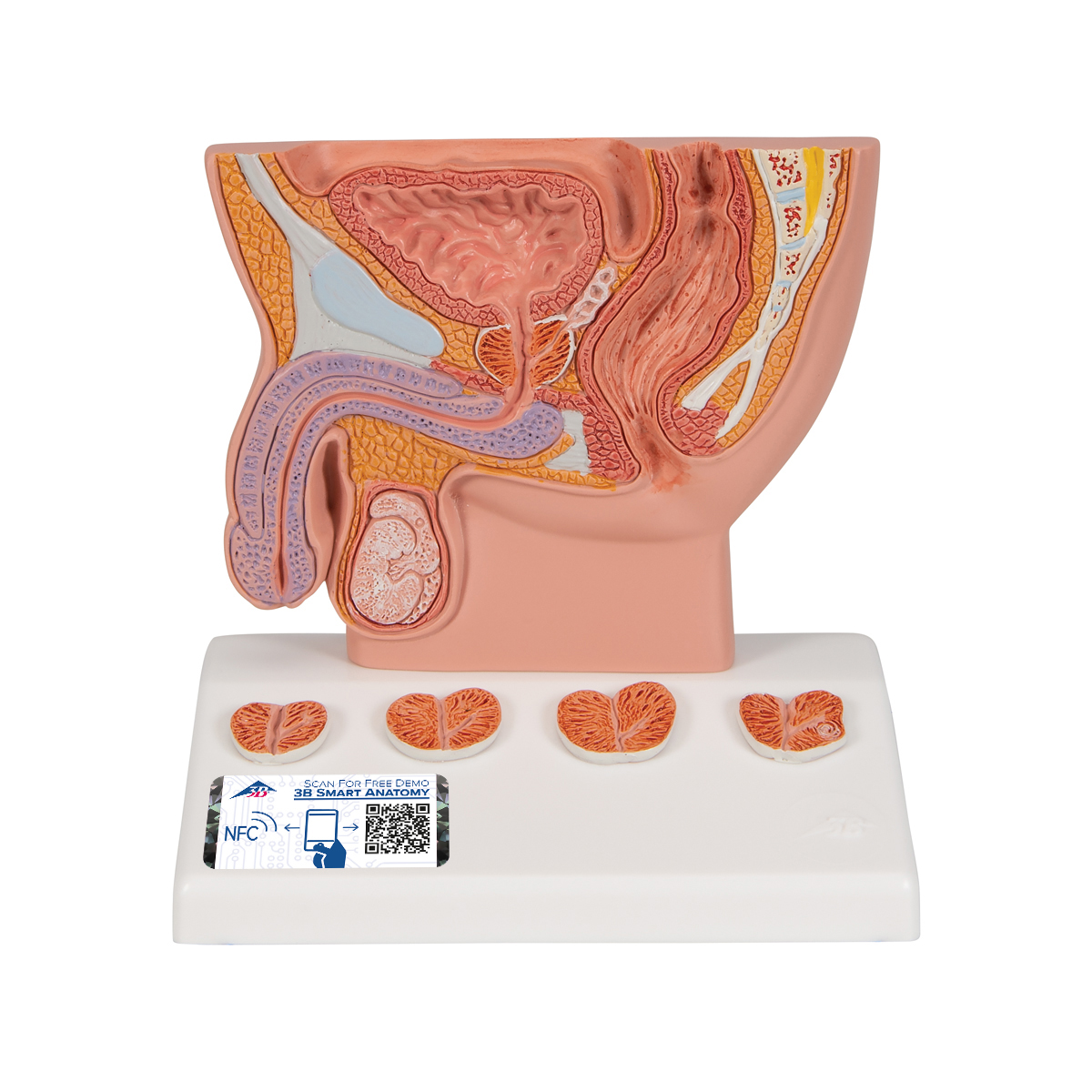 Anatomical Teaching Model Men S Health Education Models Plastic Anatomy Models Renal System Models Prostate Model