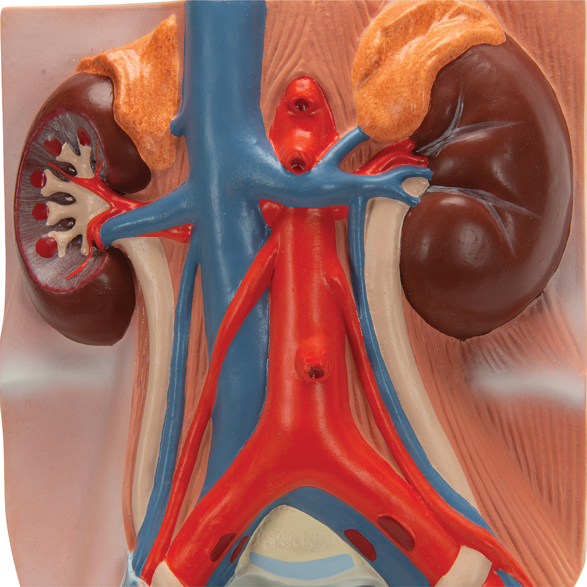 Anatomical Teaching Model Plastic Anatomy Models Renal System Models Urinary System Model